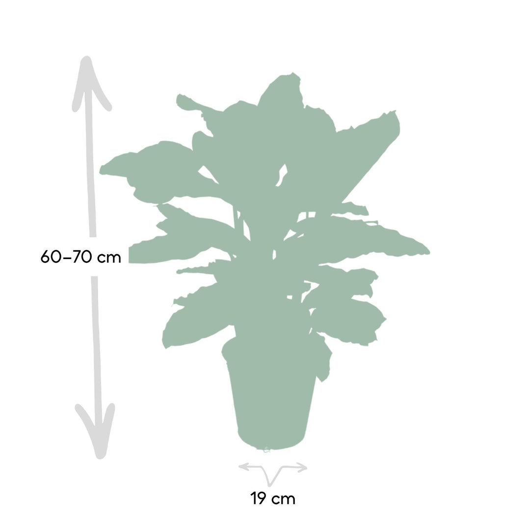 Calathea Zebrina - Pfauenpflanze - 80cm - Ø19-Plant-Botanicly
