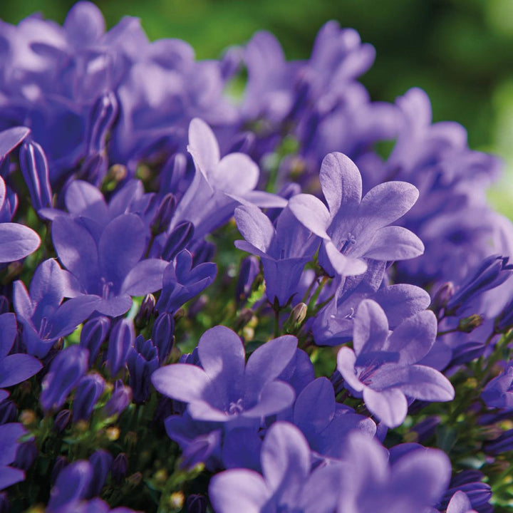 Campanula Addenda Ambella Intense | Glockenblume lila im Holztopf / Vogelhaus - Topfgröße 12cm - mehrjährig - winterhart-Plant-Botanicly
