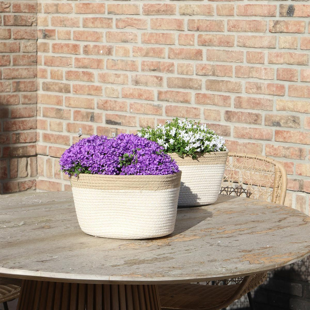 Campanula Addenda Ambella Intense purple - Baumwollschale mit Campanula mit Bewässerungssystem - 3 Stück - Glockenblume lila - Topfgröße 12cm - indoor & outdoor-Plant-Botanicly