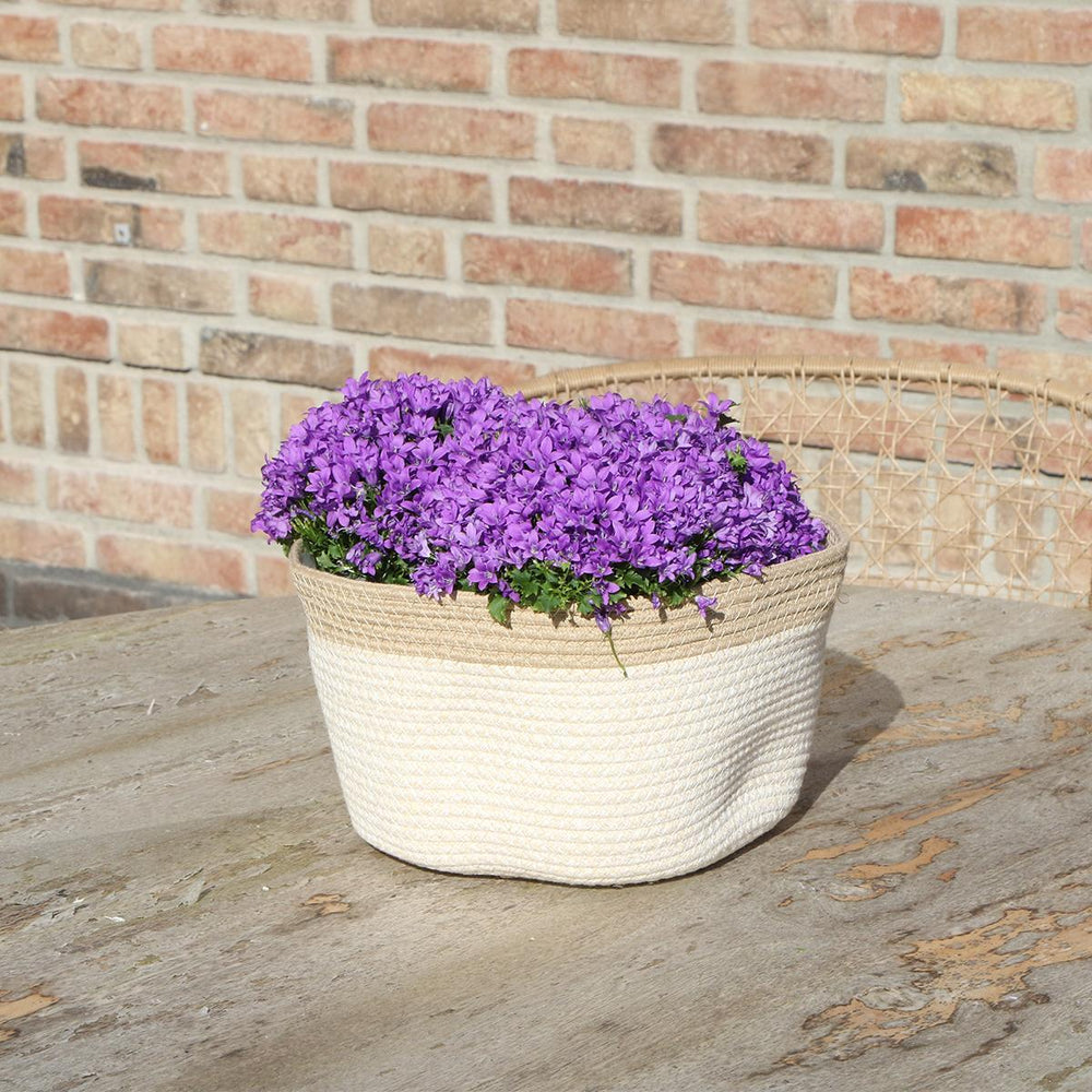 Campanula Addenda Ambella Intense purple - Baumwollschale mit Campanula mit Bewässerungssystem - 3 Stück - Glockenblume lila - Topfgröße 12cm - indoor & outdoor-Plant-Botanicly