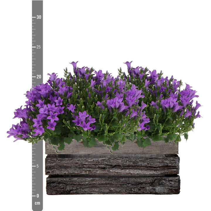 Campanula Addenda Ambella Intensives Lila - Holzschale mit 2 Gartenpflanzen - Topfgröße 12cm - mehrjährig - winterhart-Plant-Botanicly
