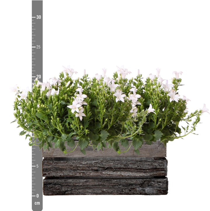 Campanula Addenda Ambella weiß - Holzschale mit 2 Gartenpflanzen - Topfgröße 12cm - mehrjährig - winterhart-Plant-Botanicly