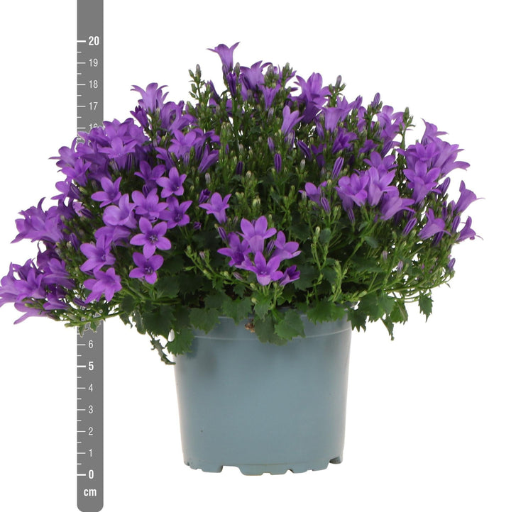 Campanula Addenda - Glockenblume lila Topfgröße 12cm - 1m2 Bodendecker - 12 Stück - Ambella lila - Gartenpflanzen - winterhart-Plant-Botanicly