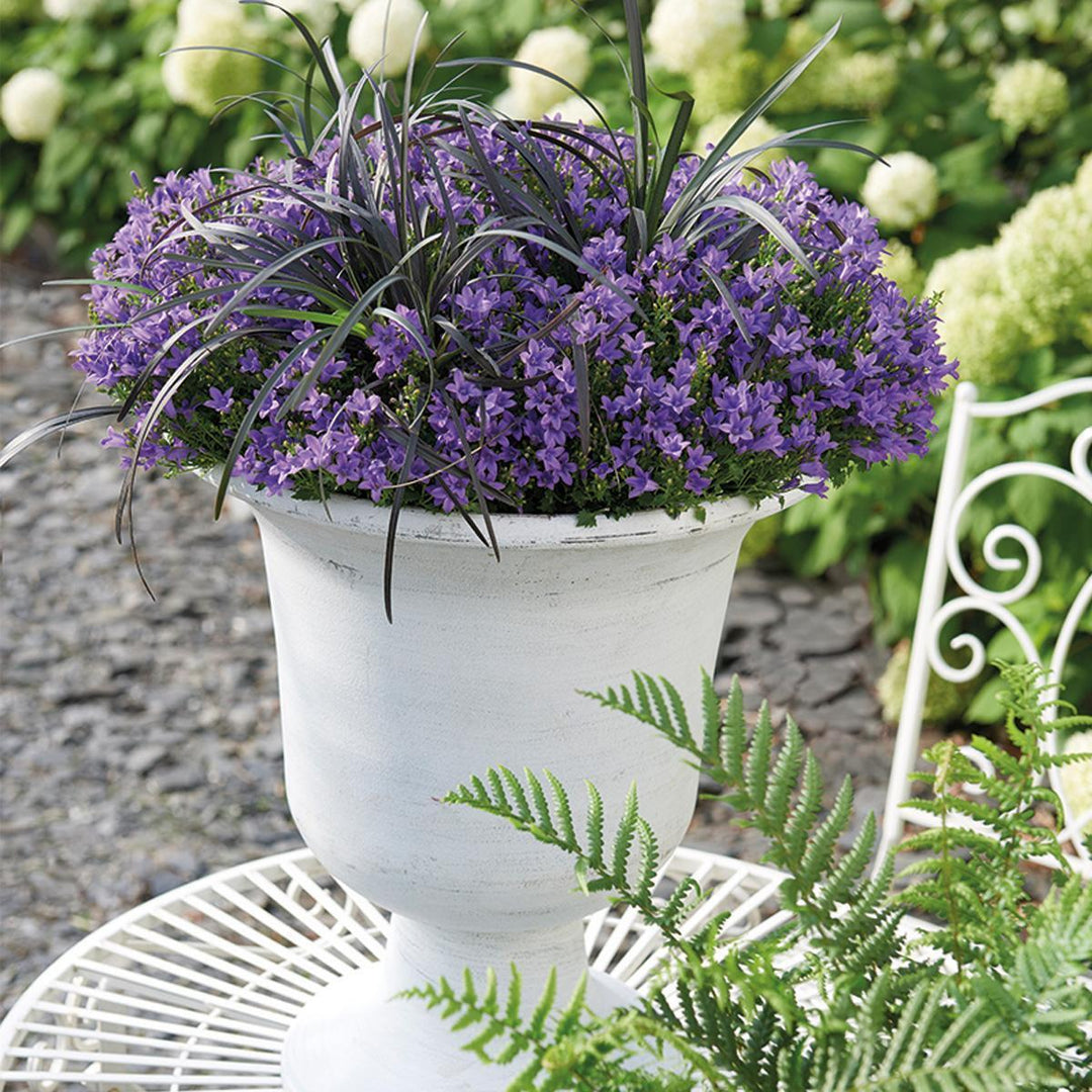 Campanula Addenda - Glockenblume lila Topfgröße 12cm - 1m2 Bodendecker - 6 Pflanzen - Ambella lila - Gartenpflanzen - winterhart-Plant-Botanicly