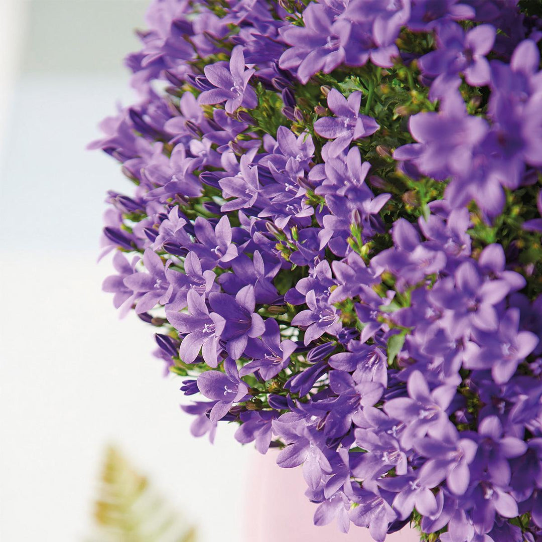 Campanula Addenda - Glockenblume lila Topfgröße 12cm - mehrjährig - winterhart-Plant-Botanicly
