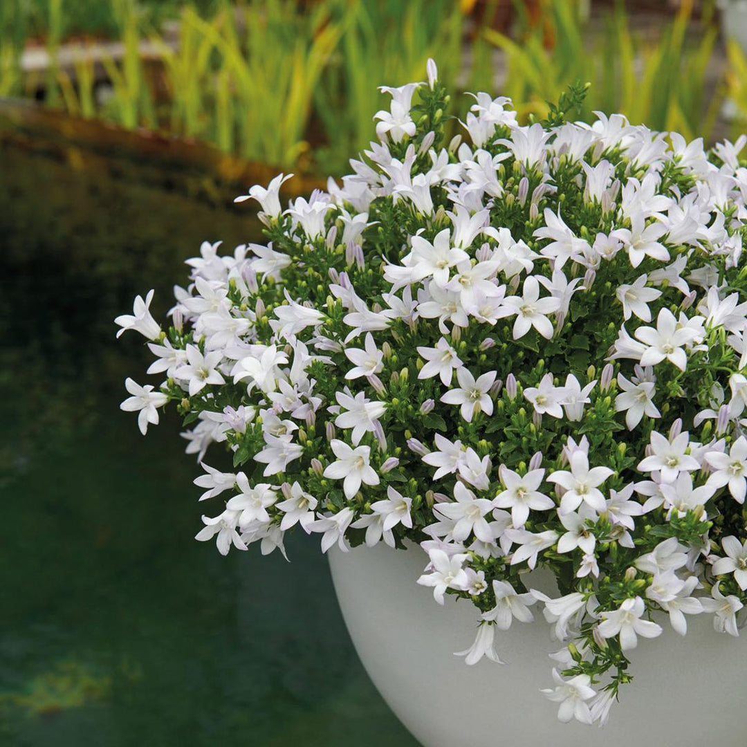 Campanula Addenda - Glockenblume weiß Topfgröße 12cm - 1m2 Bodendecker - 6 Pflanzen - Ambella weiß - Gartenpflanzen - winterhart-Plant-Botanicly