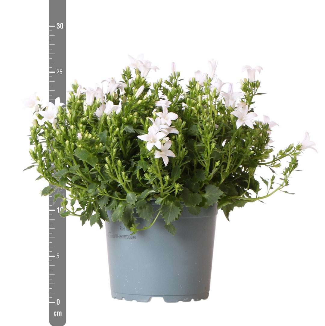 Campanula Addenda - Glockenblume weiß Topfgröße 12cm - 1m2 Bodendecker - 6 Pflanzen - Ambella weiß - Gartenpflanzen - winterhart-Plant-Botanicly