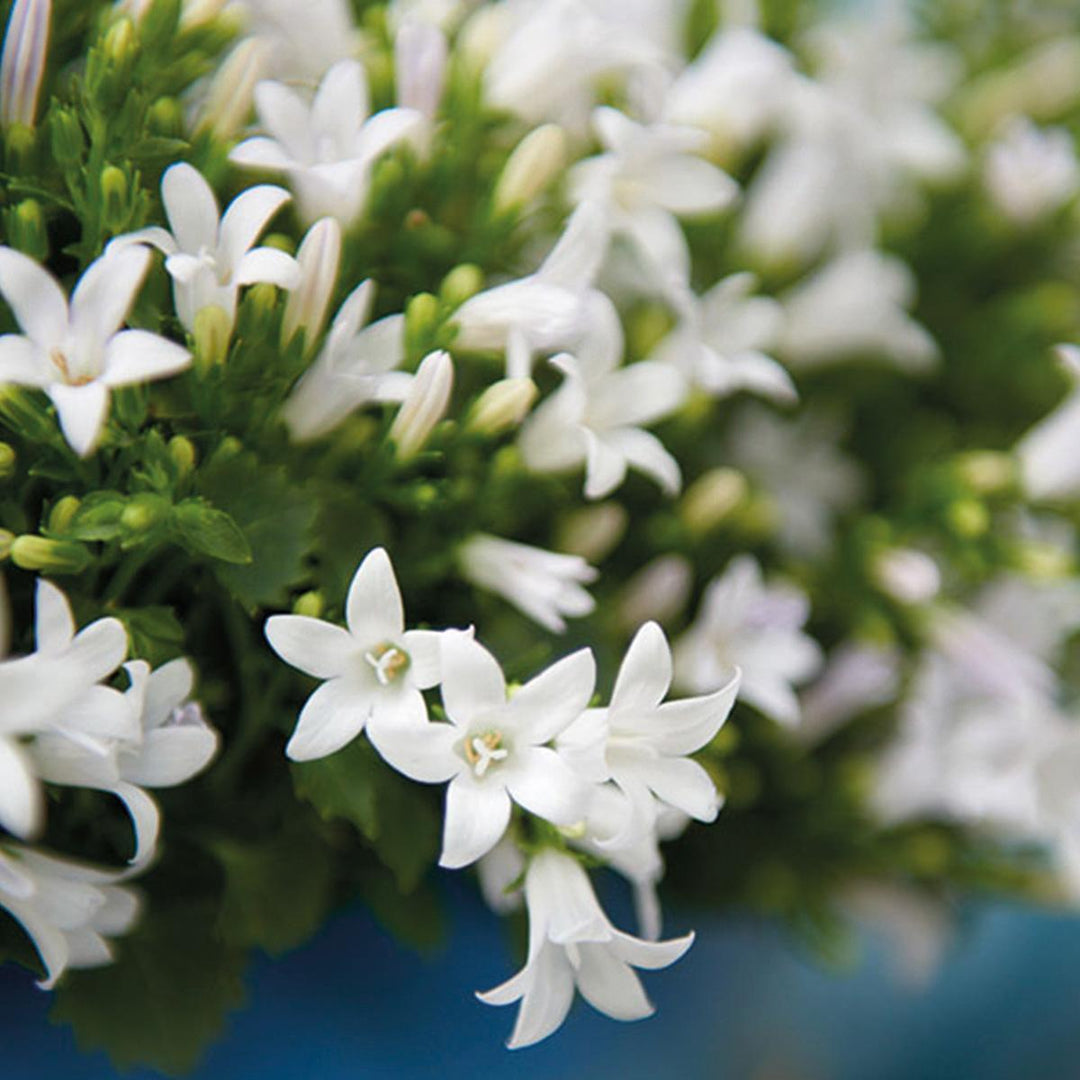 Campanula Addenda | Glockenblume weiß - Topfgröße 12cm - mehrjährig - winterhart-Plant-Botanicly