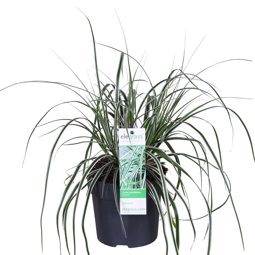 Carex oshimensis 'Everest'® - ↨30cm - Ø14-Plant-Botanicly