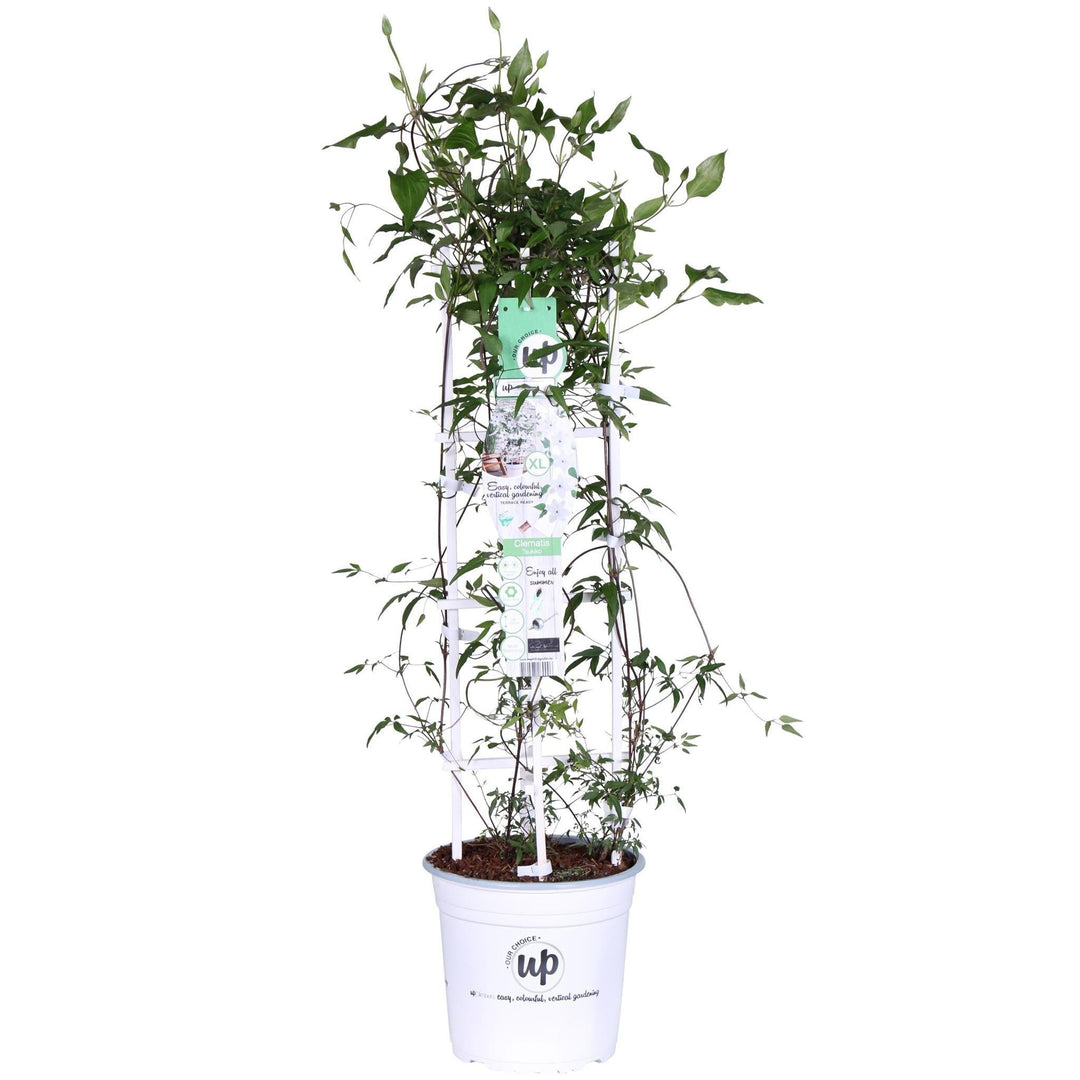 Clematis Garland® Tsukiko™ - ↨75cm - Ø23-Plant-Botanicly