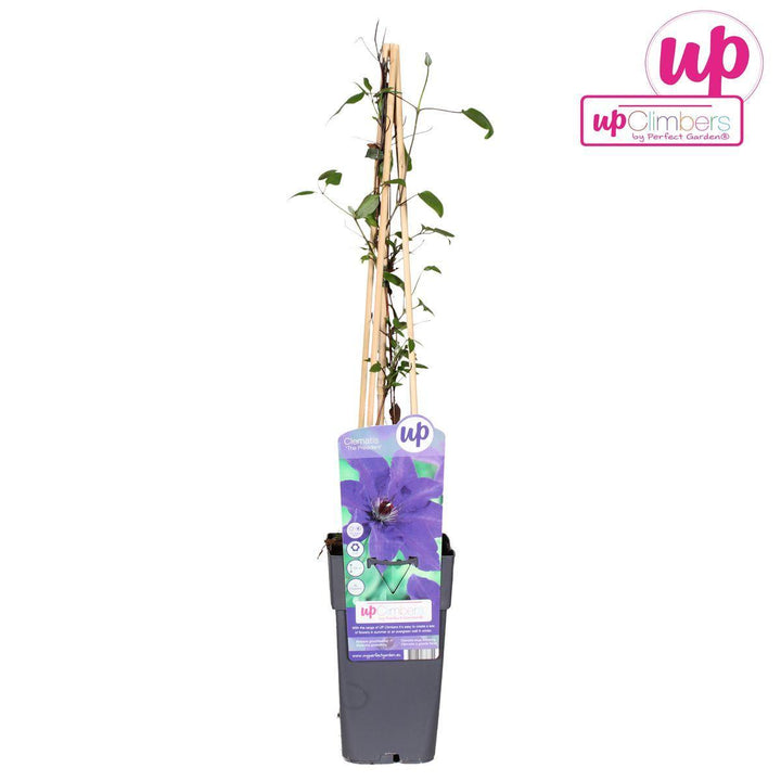 Clematis The President - ↨65cm - Ø15-Plant-Botanicly