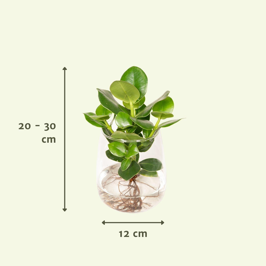 Clusia aus Kingston-Glas - 30 cm - ø12-Plant-Botanicly