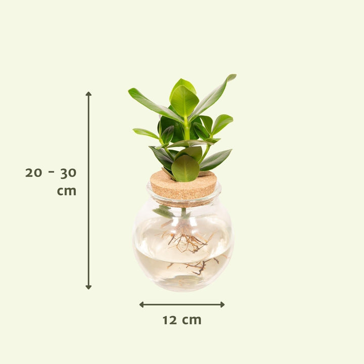 Clusia in Kugelglaskorken - 30cm - ø12-Plant-Botanicly