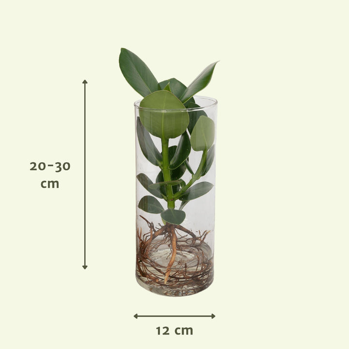 Clusia in Zylinderglas - 30cm - ø12-Plant-Botanicly