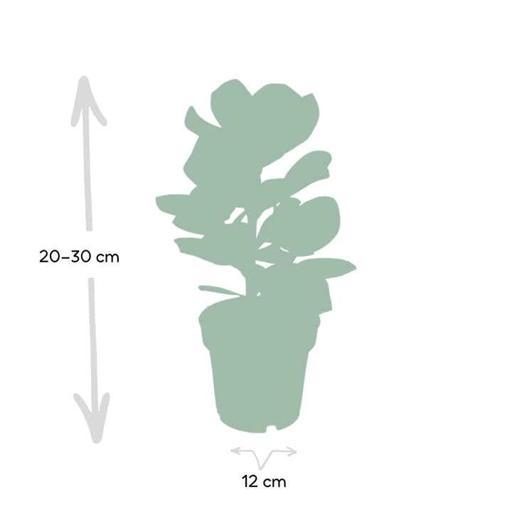 Clusia Princess - Signature Tree - 15cm - Ø12-Plant-Botanicly