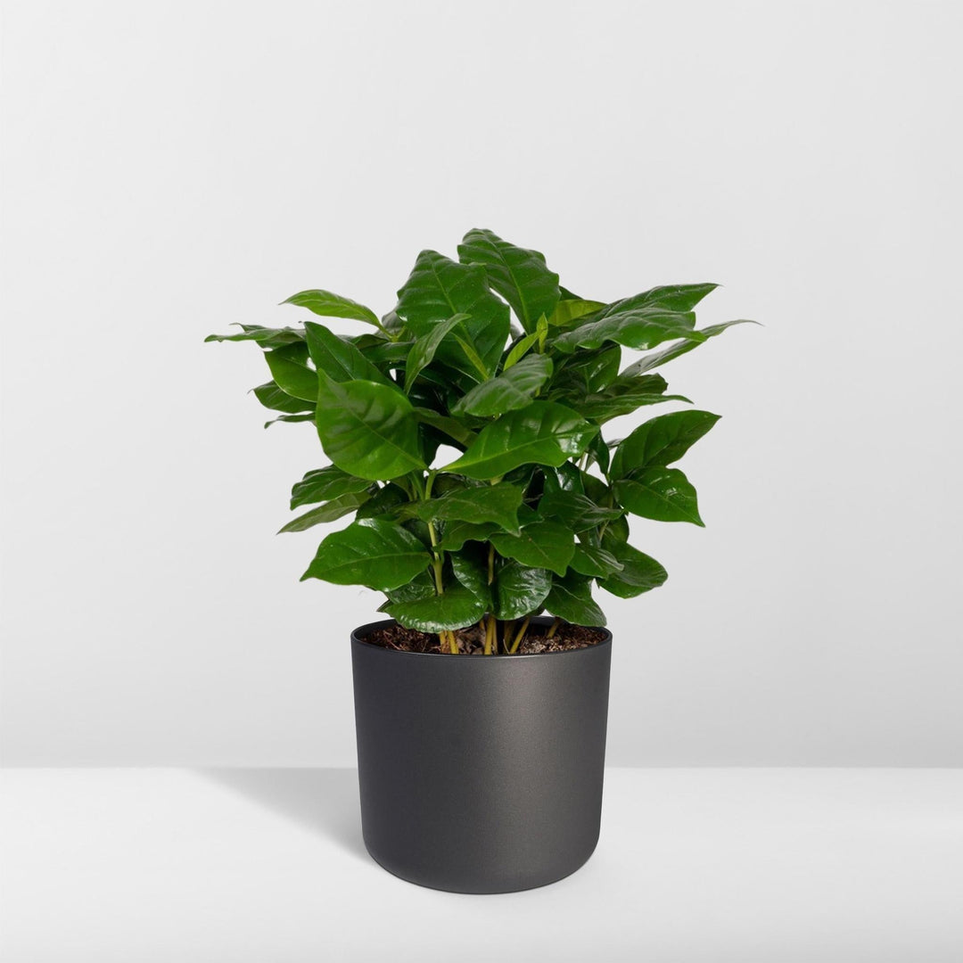 Coffea Arabica - Kaffeepflanze - 25cm - Ø12-Plant-Botanicly