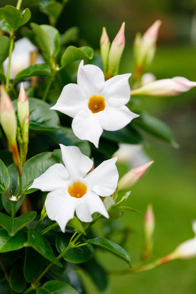 Dipladenia Weiß (Mandevilla Sundaville White) - Nachhaltige Zimmerpflanzen kaufen Botanicly Foto 2