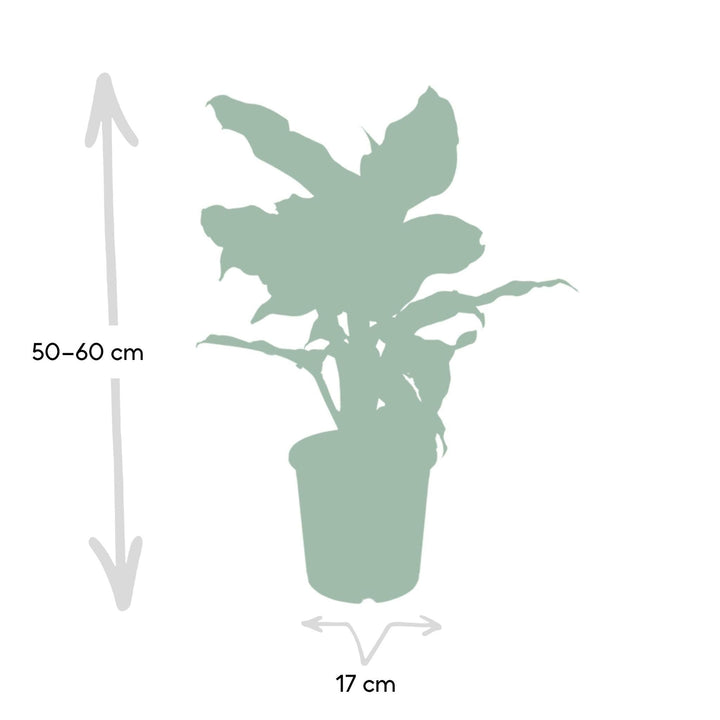 Dieffenbachia Mars - Dieb von Bagdad - 50cm - Ø17-Plant-Botanicly