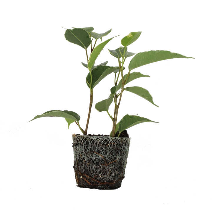Dominant Rebel Kid (Ficus Golden King stekje  ) - Nachhaltige Zimmerpflanzen kaufen Botanicly Foto 1