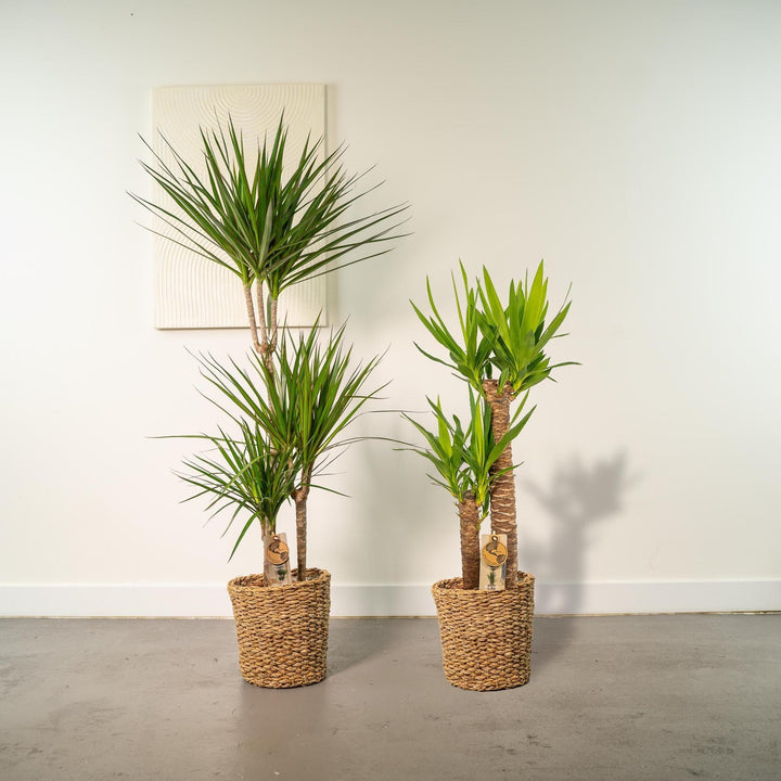 Dracaena - ↨120cm - Ø21cm + Yucca - ↨100cm - Ø21cm-Plant-Botanicly