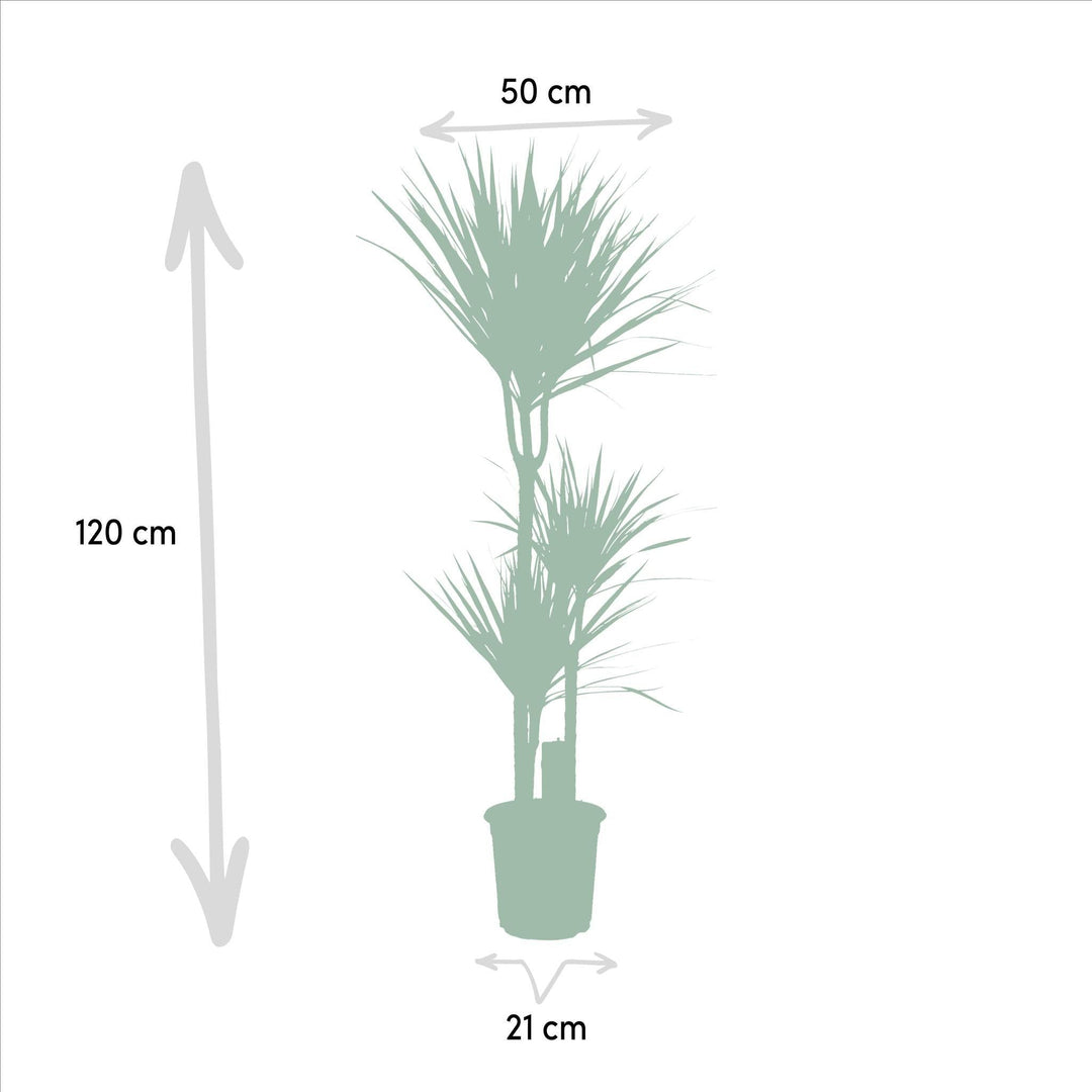 Dracaena - ↨120cm - Ø21cm + Yucca - ↨100cm - Ø21cm-Plant-Botanicly