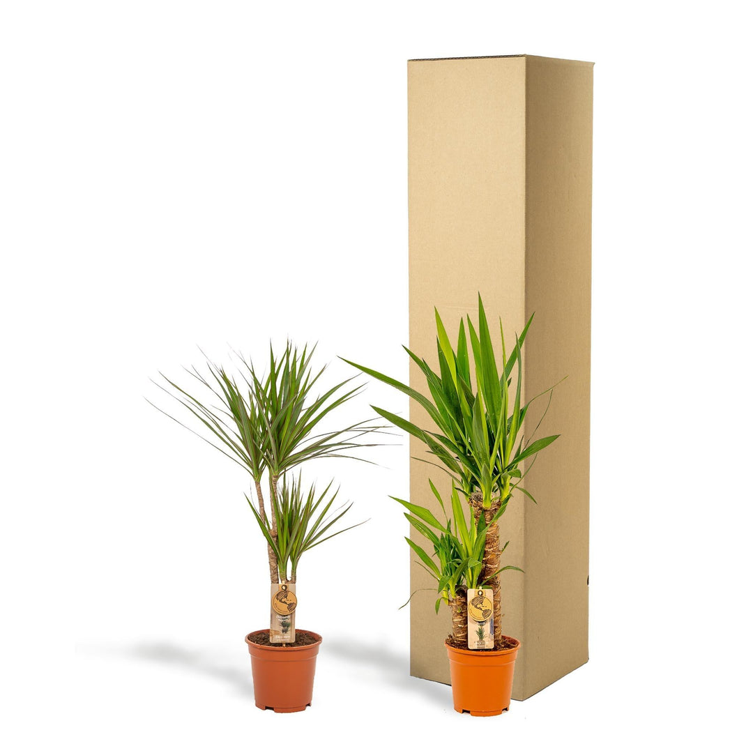 Dracaena ↨70cm - Ø17cm + Yucca ↨90cm - Ø17cm-Plant-Botanicly