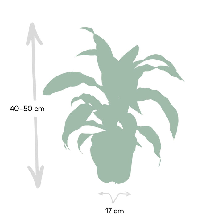 Dracaena Fragrans Grün Gelb - Drachenbaum - 40cm - Ø17-Plant-Botanicly