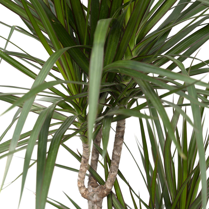 Dracaena Marginata - Drachenbaum - 115cm - Ø21-Plant-Botanicly