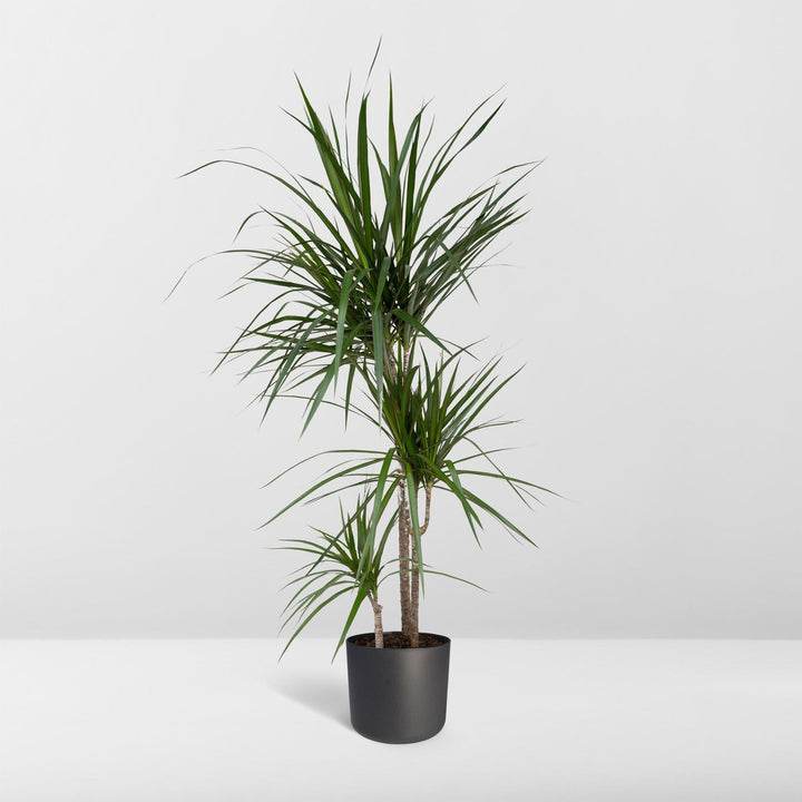Dracaena Marginata - Drachenbaum - 115cm - Ø21-Plant-Botanicly