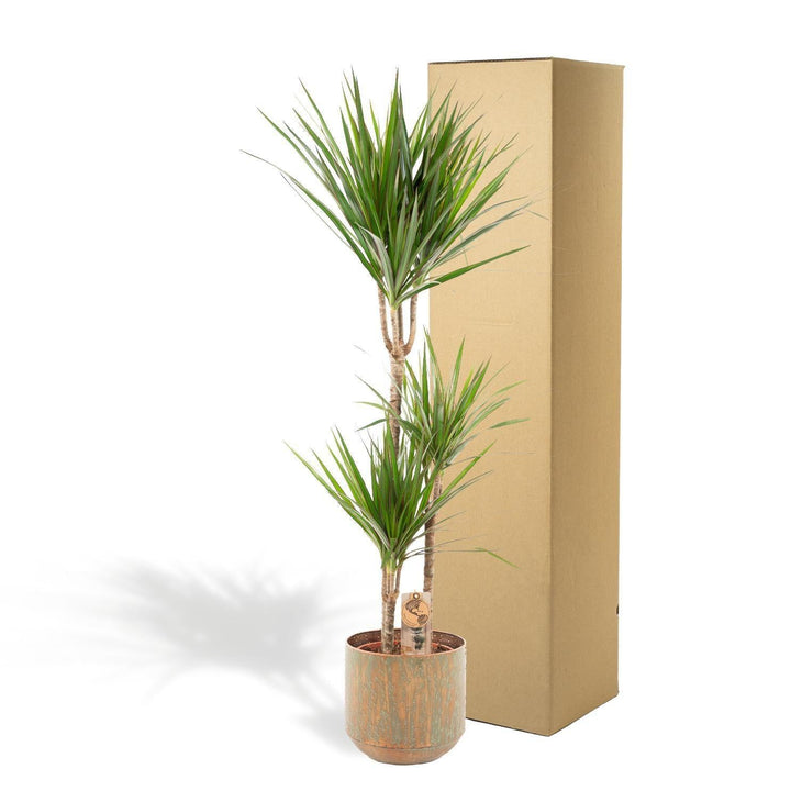 Dracaena mit Topf - ↨120cm - Ø21cm-Plant-Botanicly