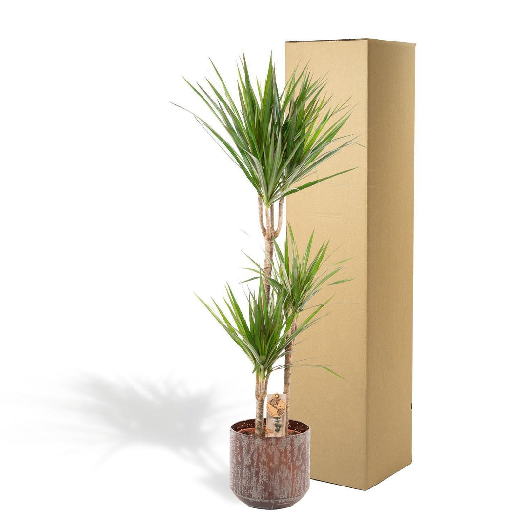 Dracaena mit Topf - ↨120cm - Ø21cm-Plant-Botanicly