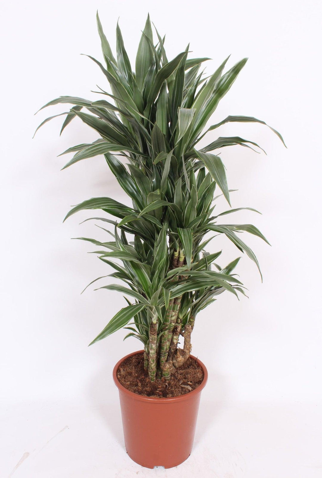 Drachenbaum (Dracaena Fragrans Warneckei) - Nachhaltige Zimmerpflanzen kaufen Botanicly Foto 2