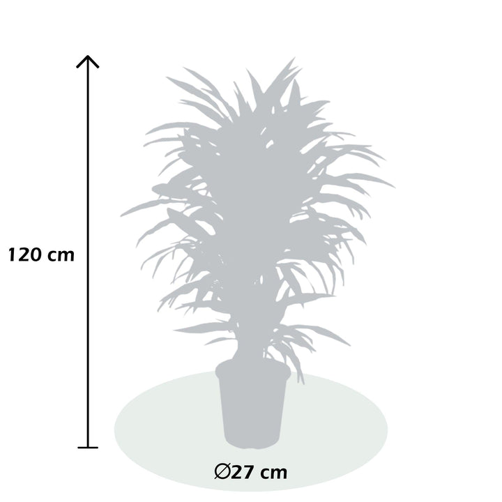 Drachenbaum (Dracaena Fragrans Warneckei) - Nachhaltige Zimmerpflanzen kaufen Botanicly Foto 4