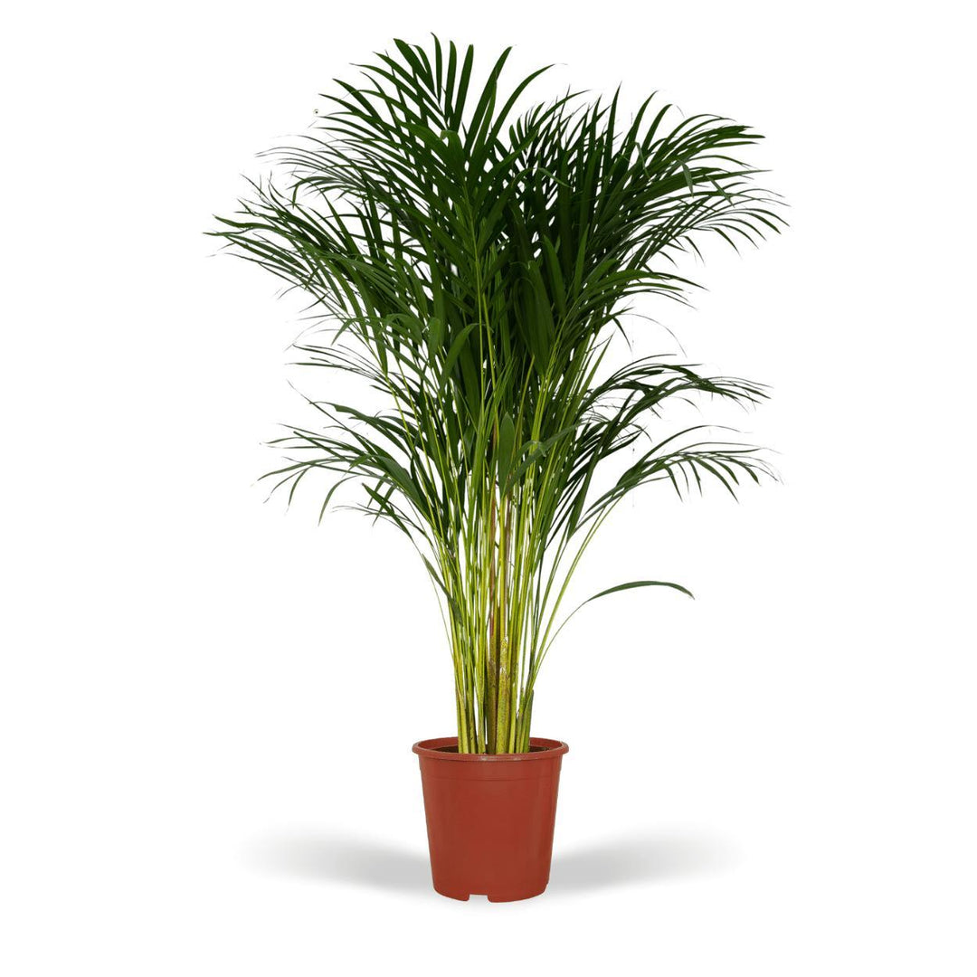 Dypsis Lutescens - Areca-Palme - 120cm - Ø24-Plant-Botanicly