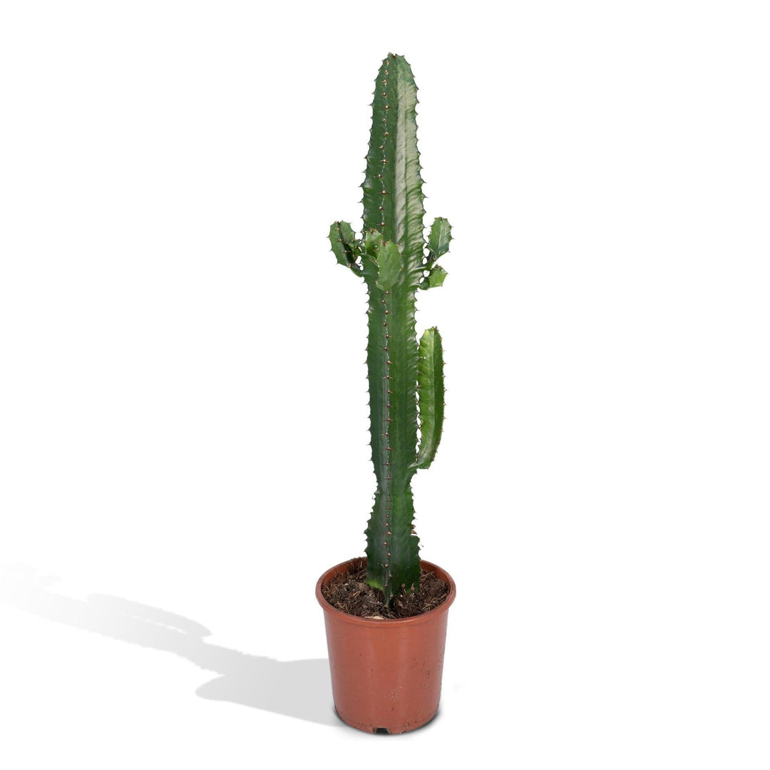 Euphorbia acrurensis - Kaktus - 50cm - Ø17-Plant-Botanicly