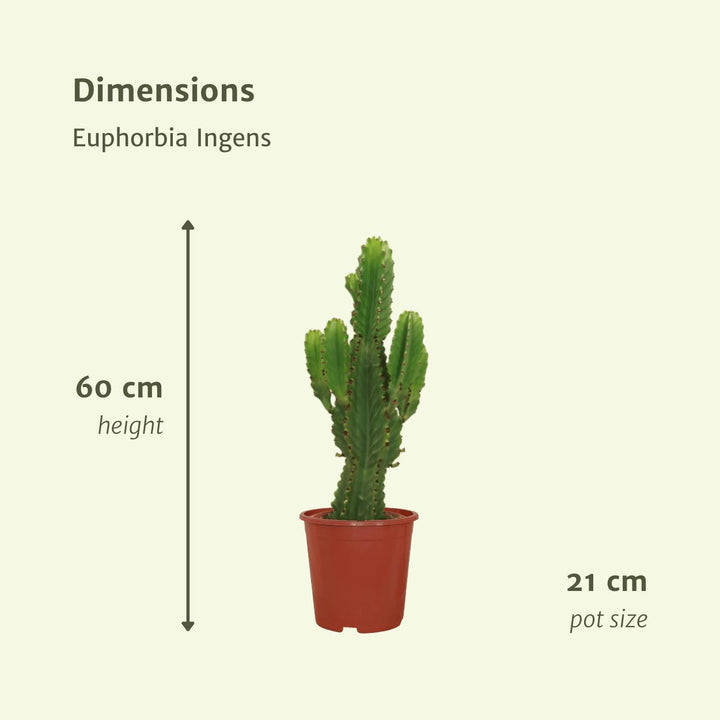 Euphorbia Ingens - Kaktus - 60cm - Ø21-Plant-Botanicly