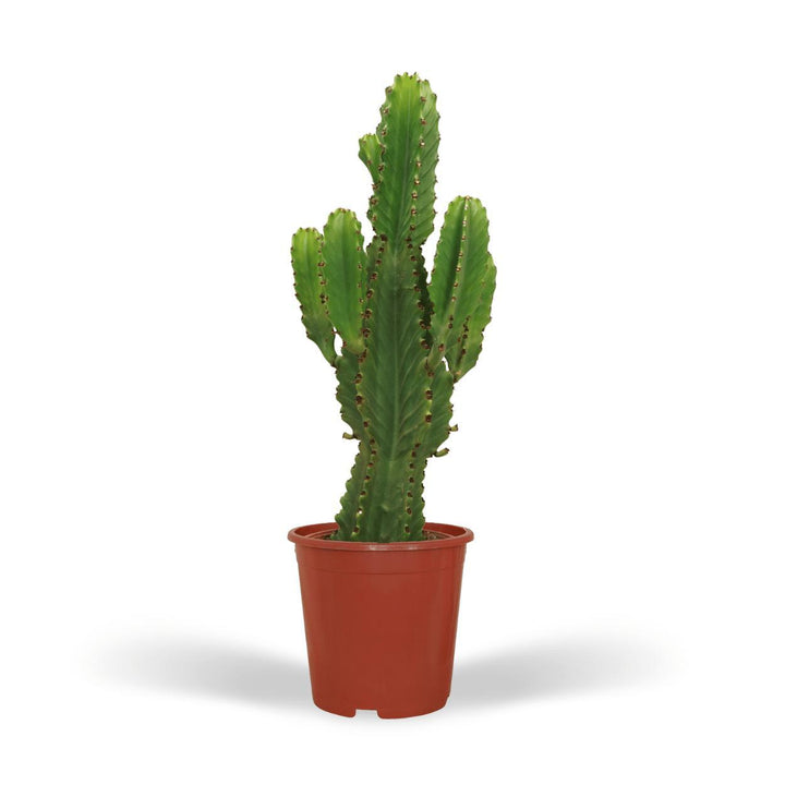 Euphorbia Ingens - Kaktus - 60cm - Ø21-Plant-Botanicly