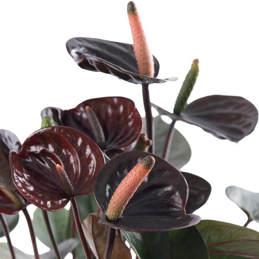 Flamingoblume (Anthurium Andreanum Black) - Nachhaltige Zimmerpflanzen kaufen Botanicly Foto 2