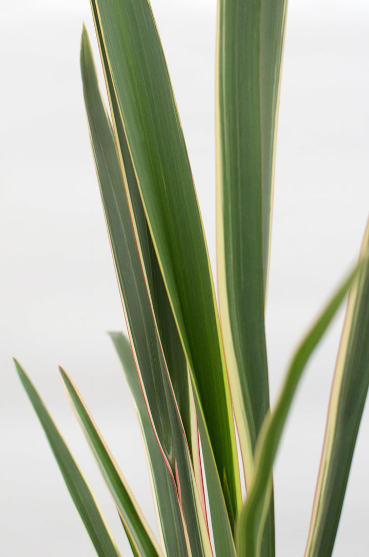 Neuseeländer Flachs (Phormium Wings Of Gold Tenax) - Nachhaltige Zimmerpflanzen kaufen Botanicly Foto 3