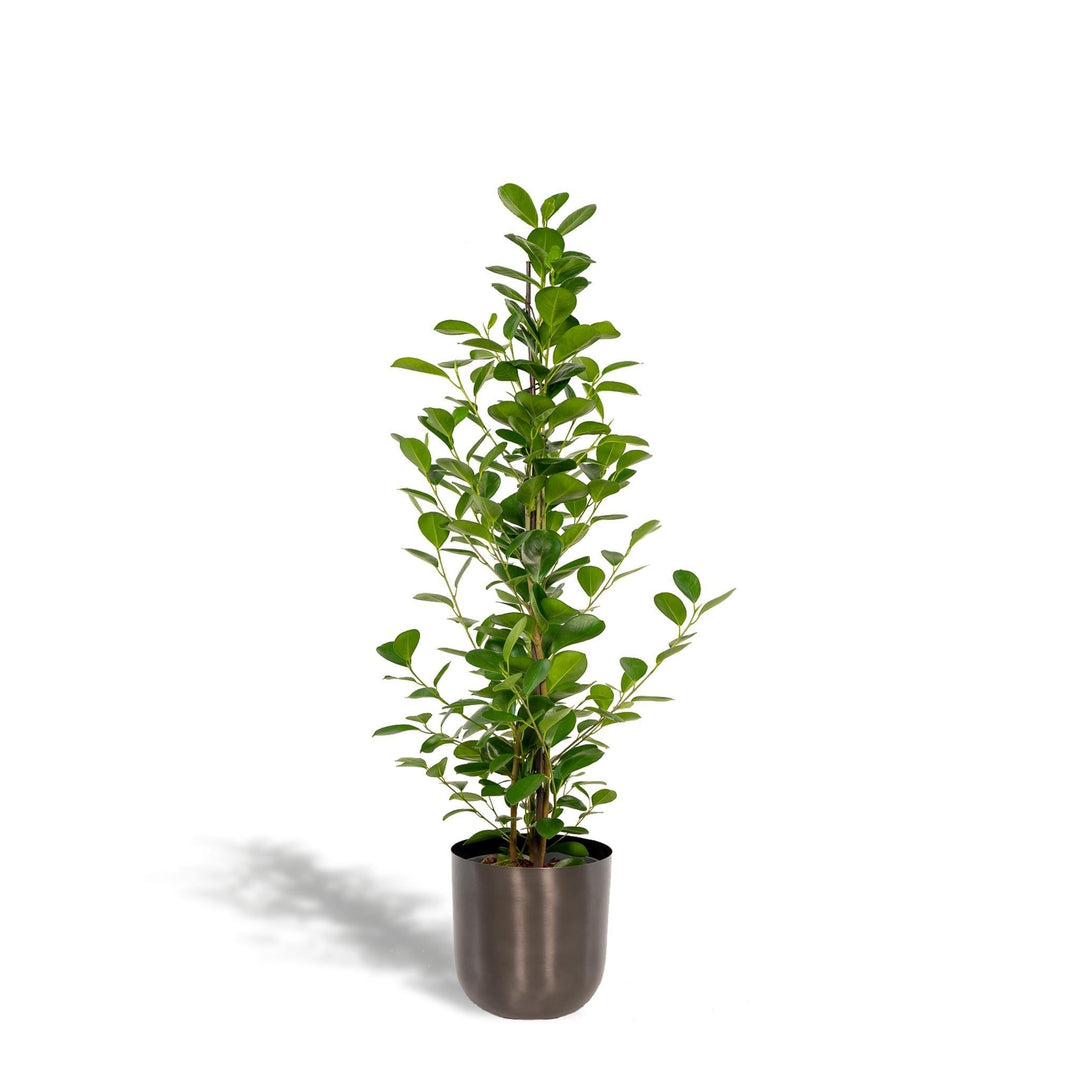 Ficus microcarpa Moclame + Pot Mayk Lead - ↨95cm - Ø21cm-Plant-Botanicly