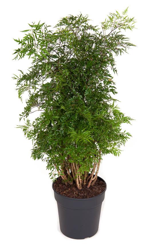 Fiederaralie (Polyscias Fruticosa Ming) - Nachhaltige Zimmerpflanzen kaufen Botanicly Foto 1