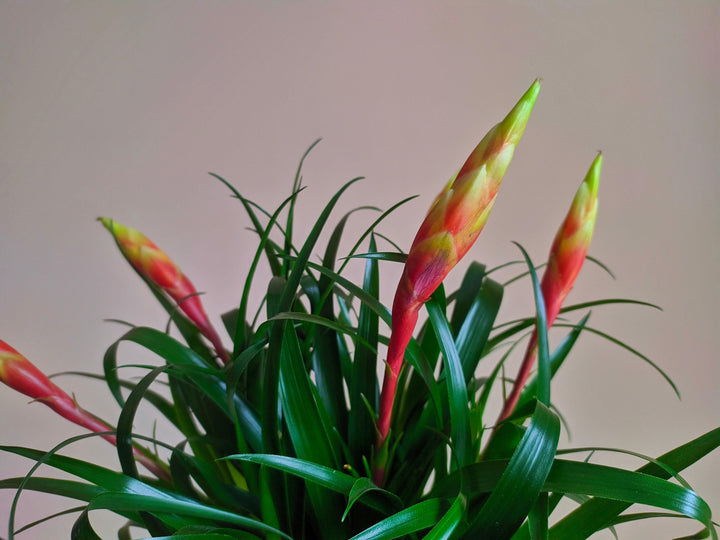  (Vriesea Multiflora Astrid) - Nachhaltige Zimmerpflanzen kaufen Botanicly Foto 3