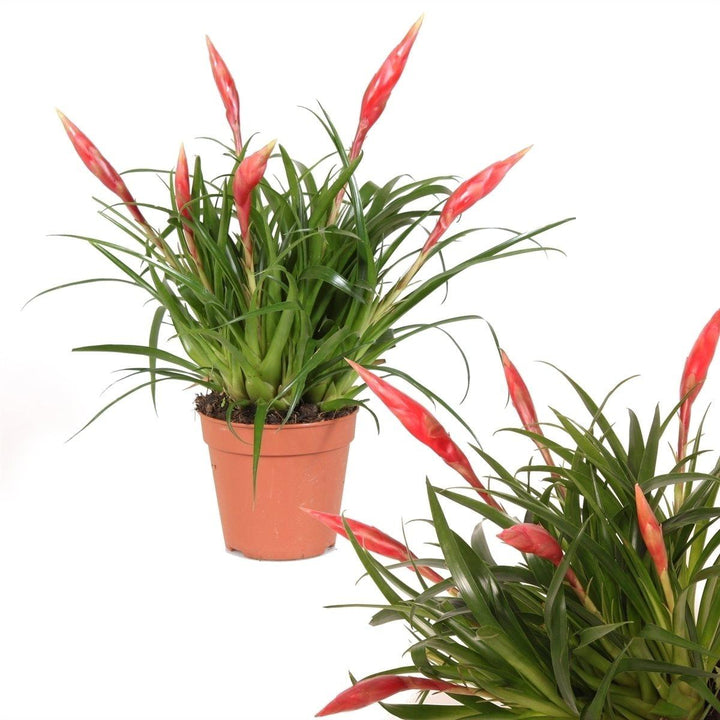  (Vriesea Multiflora Astrid) - Nachhaltige Zimmerpflanzen kaufen Botanicly Foto 4