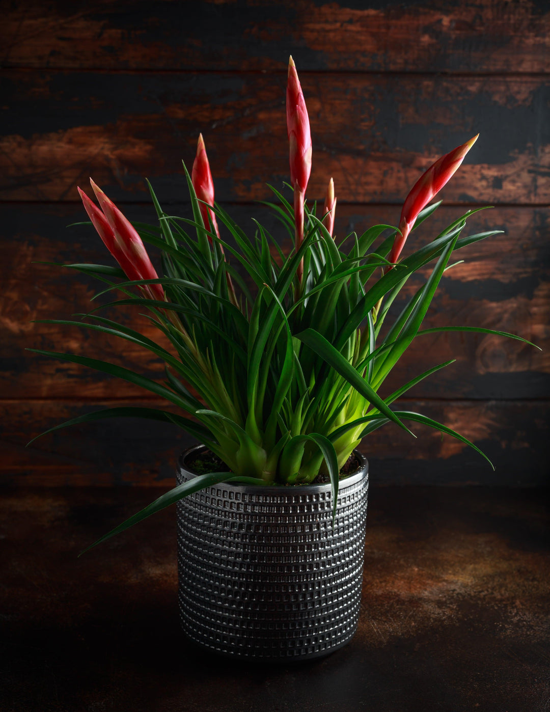  (Vriesea Multiflora Astrid) - Nachhaltige Zimmerpflanzen kaufen Botanicly Foto 8