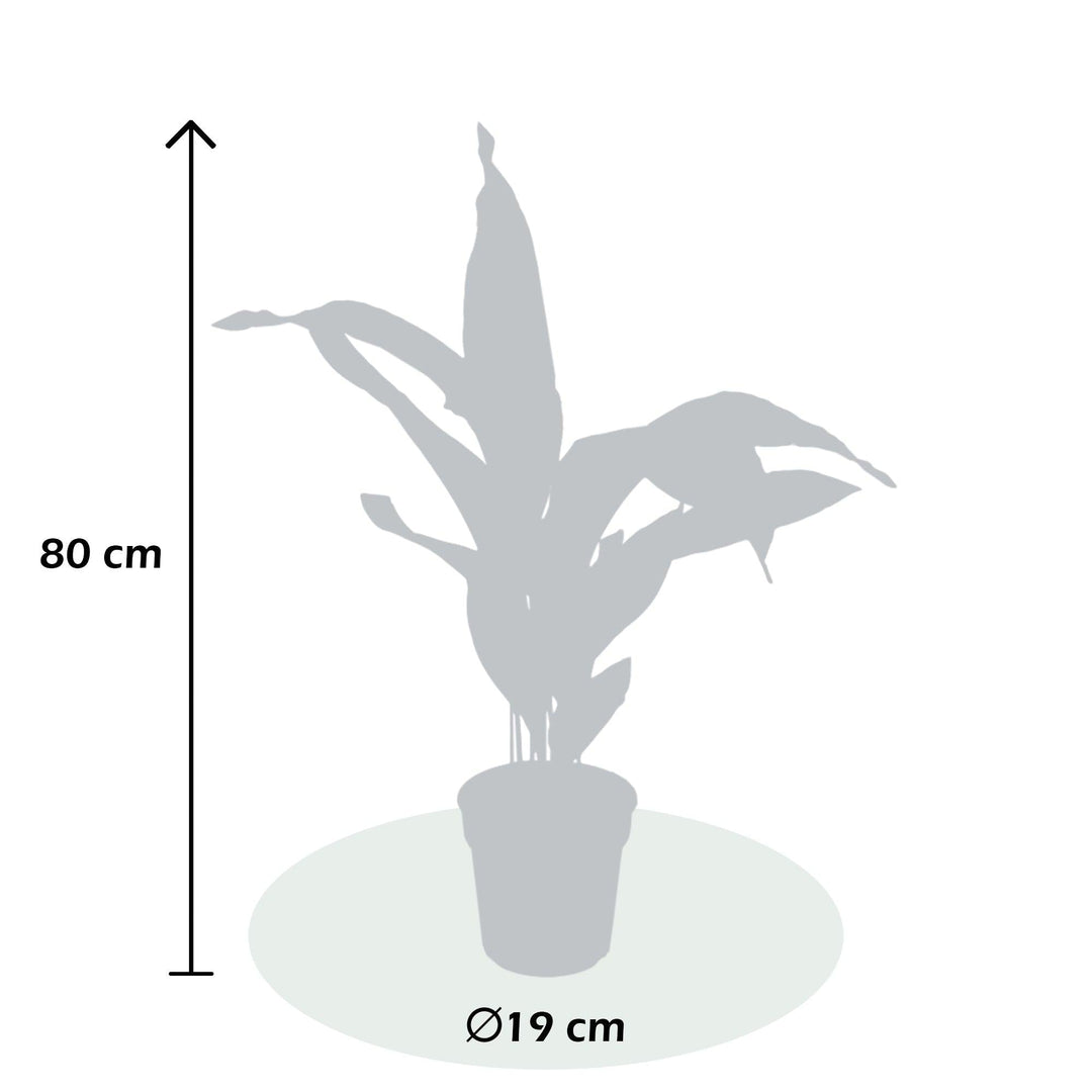 Flamingoblume (Anthurium Andreanum White) - Nachhaltige Zimmerpflanzen kaufen Botanicly Foto 4