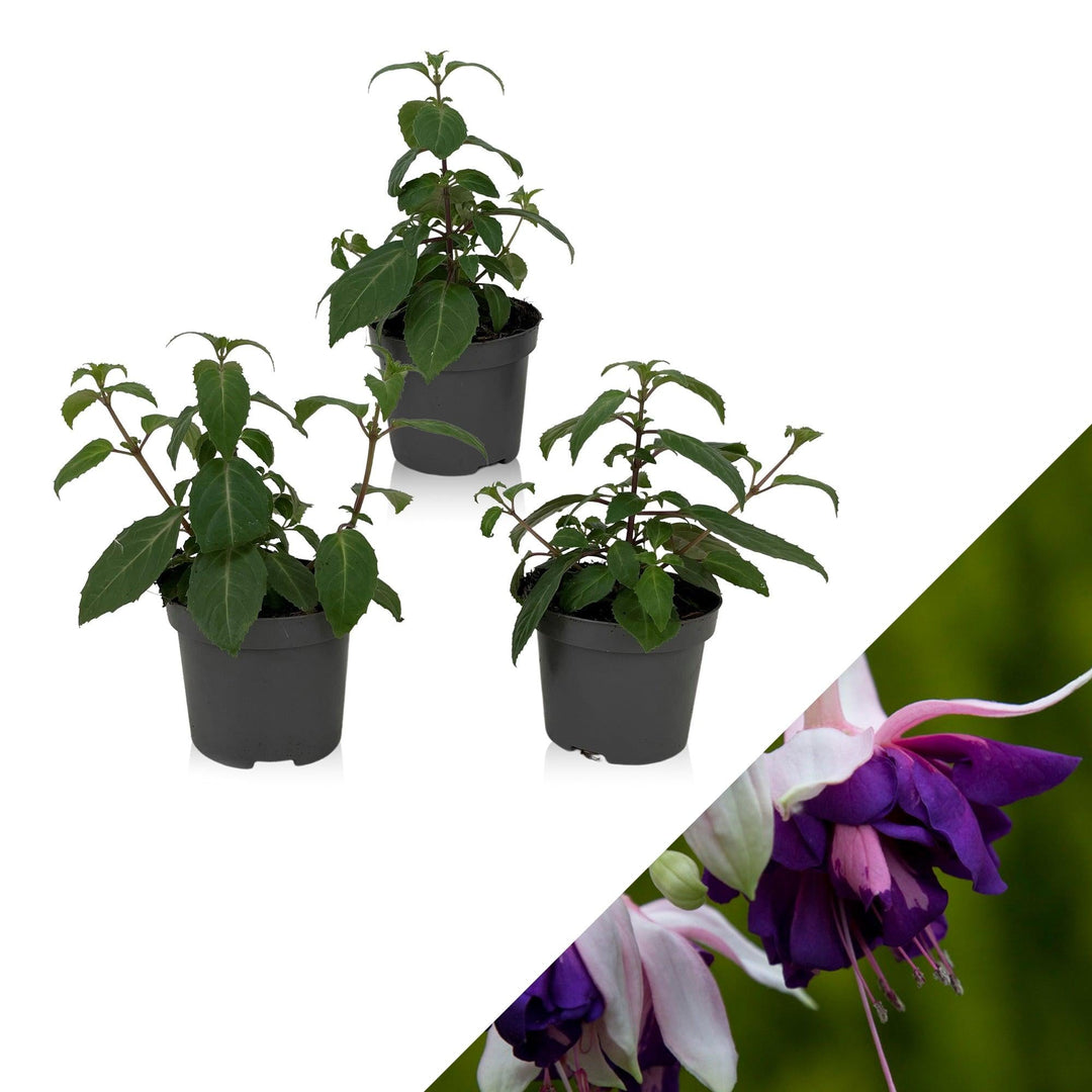 Fuchsie (Fuchsia Deep Purple Hybride) - Nachhaltige Zimmerpflanzen kaufen Botanicly Foto 1
