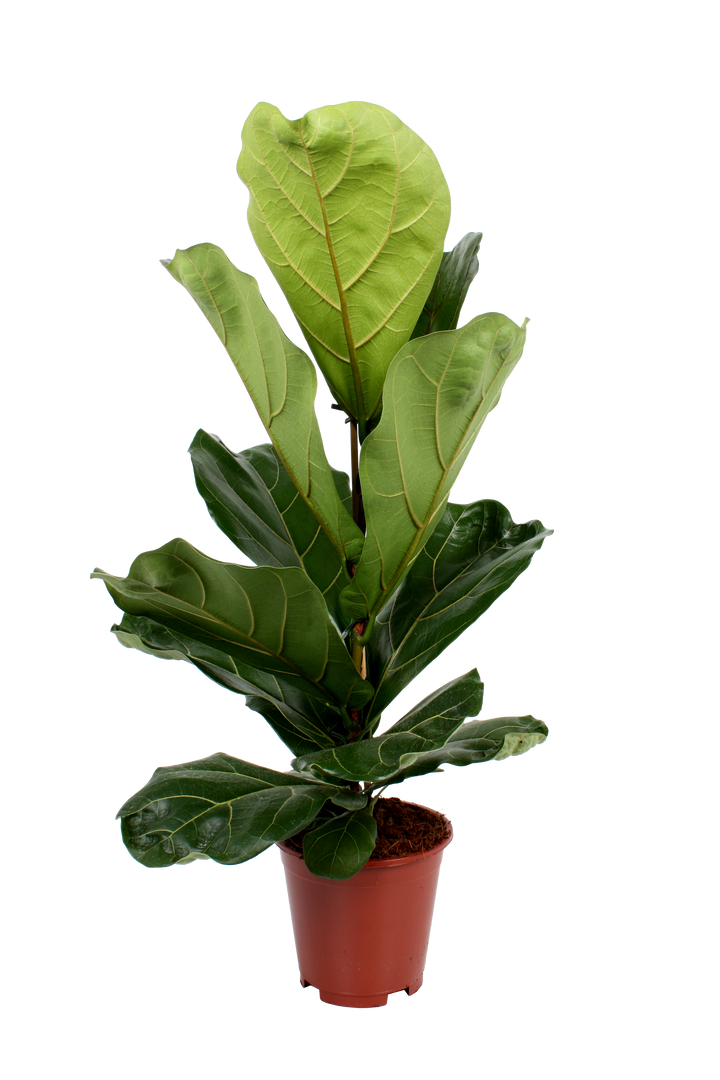 Geigenfeige (Ficus Lyrata) - Nachhaltige Zimmerpflanzen kaufen Botanicly Foto 1