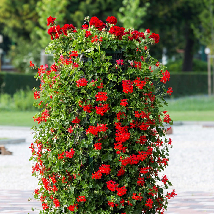 Geranie (Pelargonium Ville De Paris Red Peltatum) - Nachhaltige Zimmerpflanzen kaufen Botanicly Foto 3