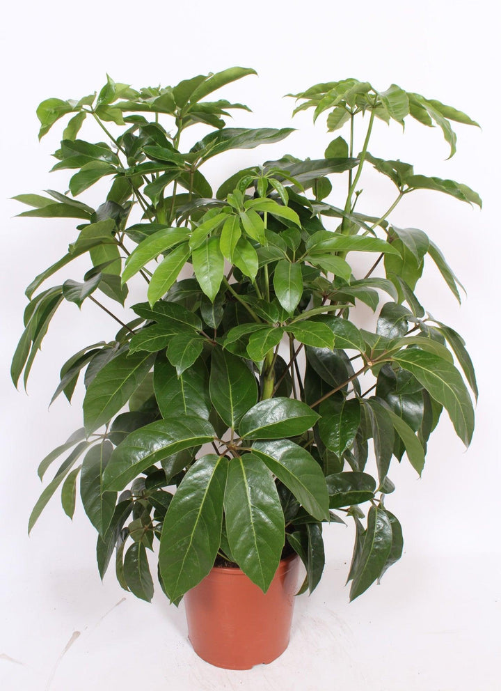 Großblättrige Schefflera (Schefflera Actinophylla Amate) - Nachhaltige Zimmerpflanzen kaufen Botanicly Foto 1