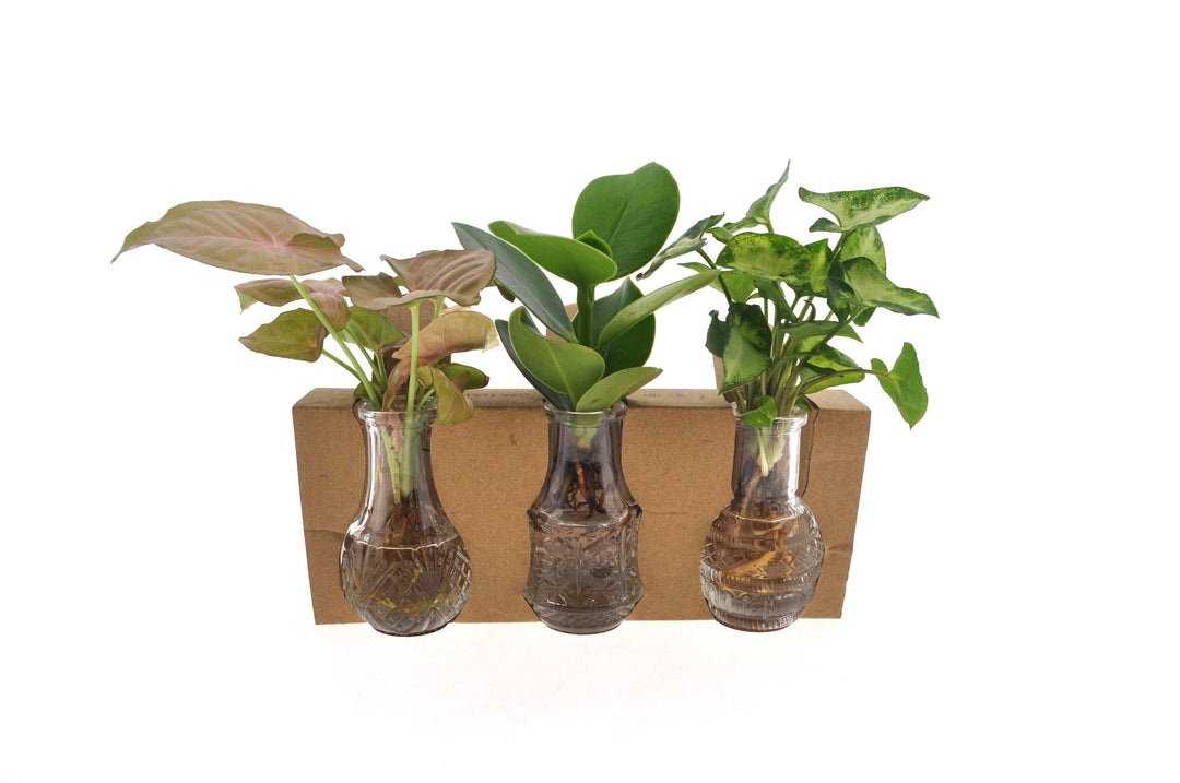 3Er Set Hydroponiepflanzen (Set van 3 Hydroponie planten in Berlin glas) - Nachhaltige Zimmerpflanzen kaufen Botanicly Foto 1